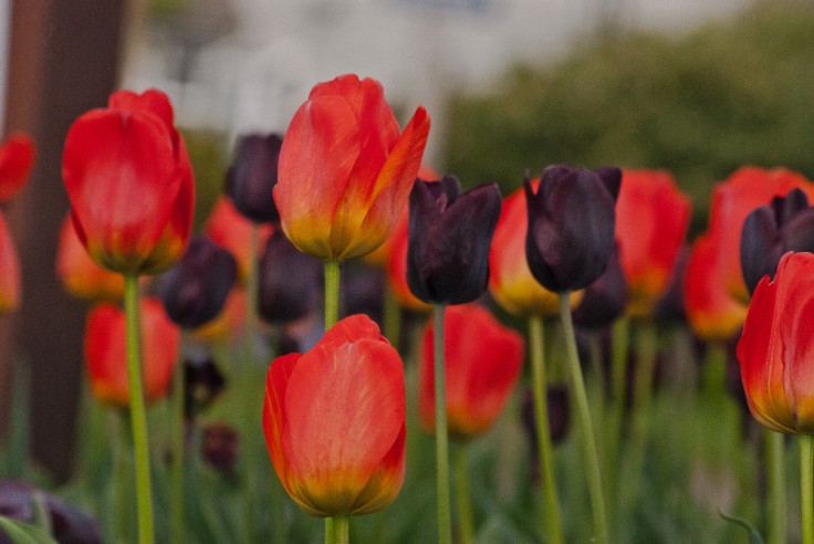 2 Quote A Flower Daily - Red Tulips
