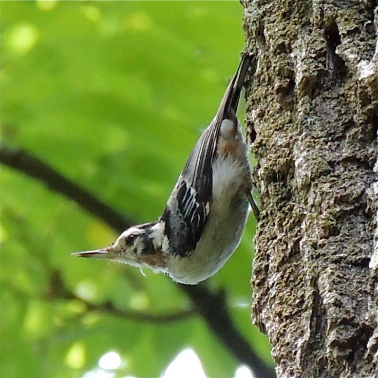 White Breasted Nut Hatch