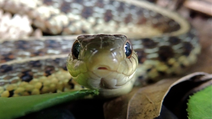 Eastern  Garter Snake